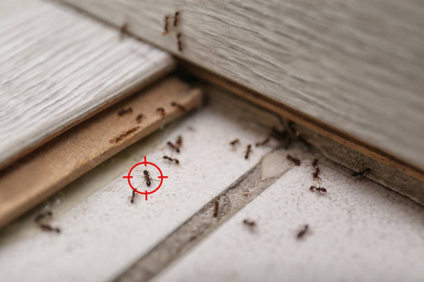 Best Affordable Pest Control Services  in Tripoli, IA