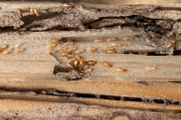 Bird Control in Tripoli, IA