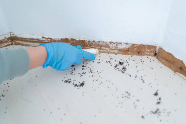 Best Residential Pest Control  in Tripoli, IA