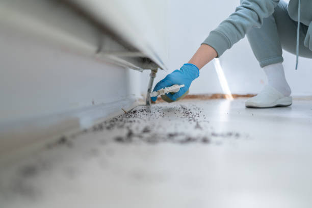 Best Cockroach Control Services  in Tripoli, IA