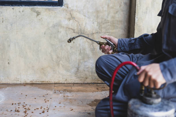 Best Ant Control Services  in Tripoli, IA